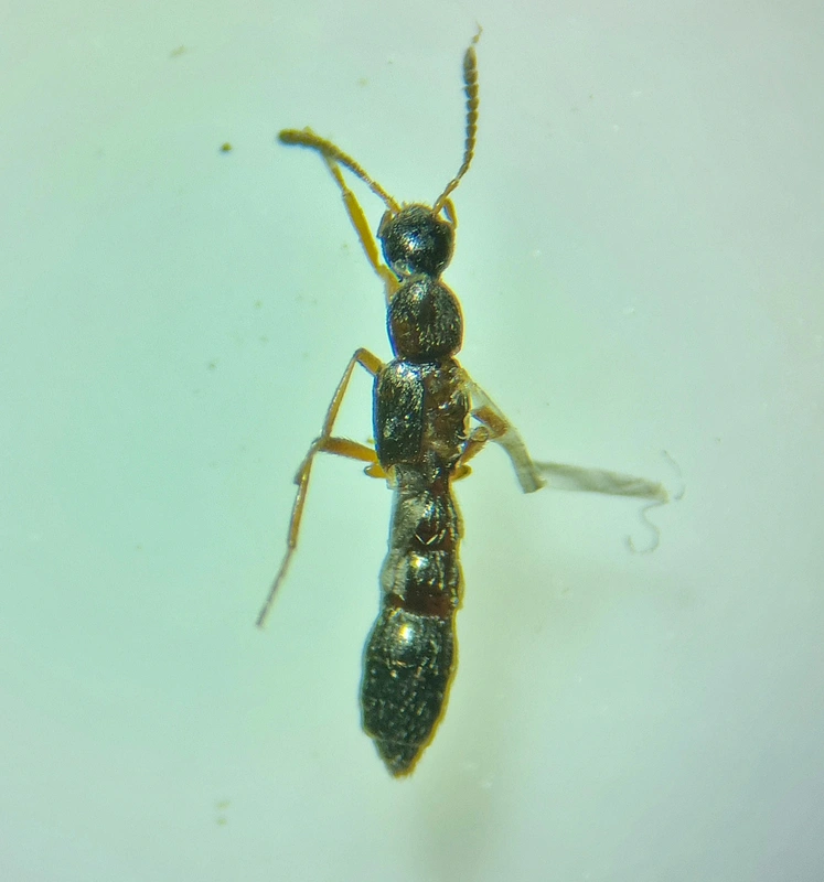 Tachyusa constricta - szúnyogképű cingárholyva