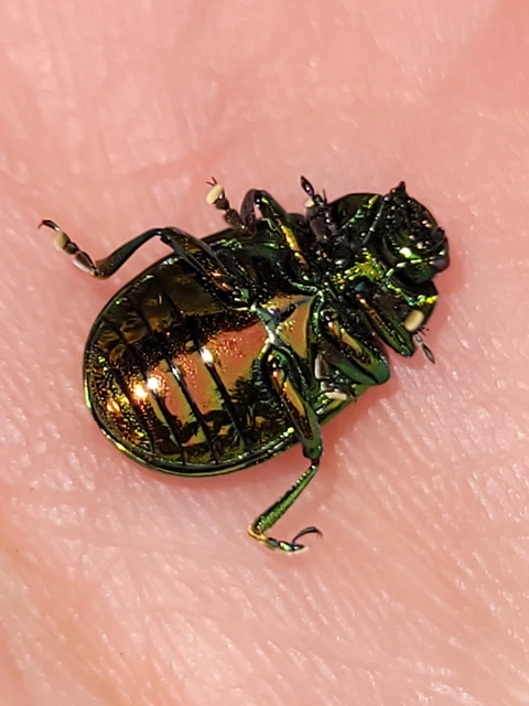 Chrysolina herbacea - zöld mentalevelész