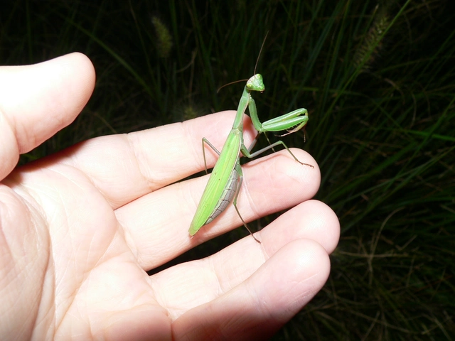 Mantis religiosa - imádkozósáska