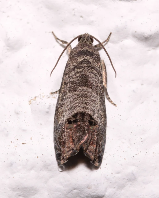 Cydia pomonella - almamoly