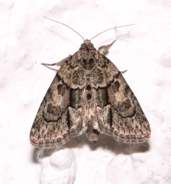 Cryphia fraudatricula - homoki zuzmóbagoly