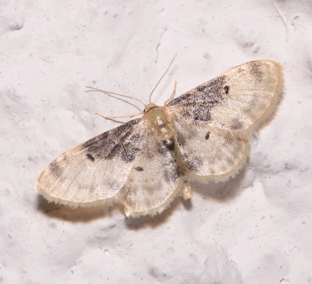 Idaea filicata - sötéttövű apróaraszoló