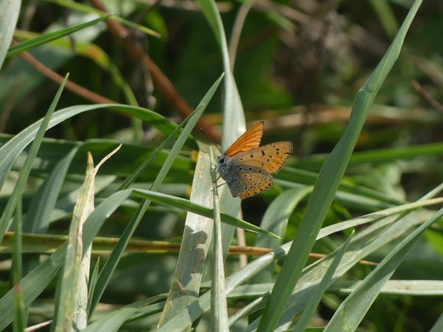 Lycaena thersamon - kis tűzlepke