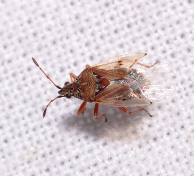 Kleidocerys resedae - nyírbodobács