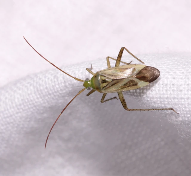 Adelphocoris lineolatus - lucernapoloska