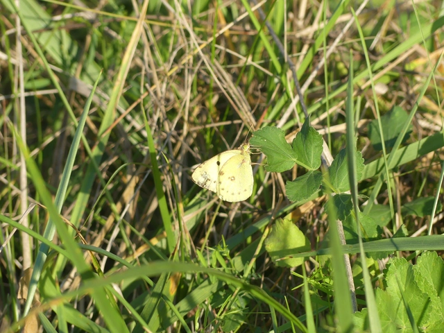 Colias hyale - kéneslepke