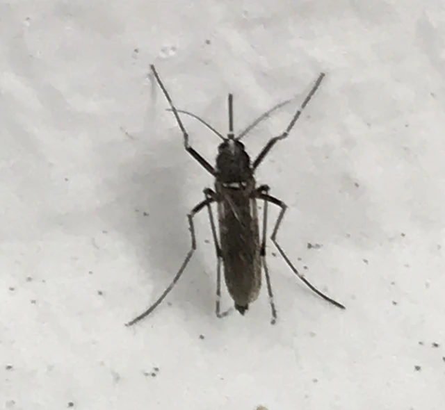 Culicidae - csípőszúnyogok