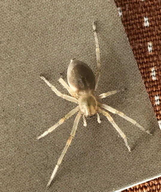 Cheiracanthium