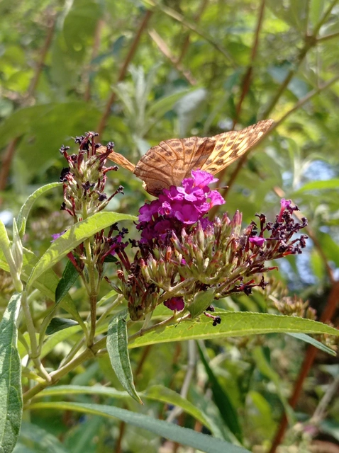 Argynnis paphia - nagy gyöngyházlepke