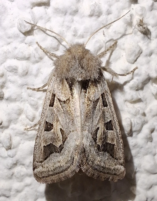 Episema glaucina - fogasjegyű liliombagoly