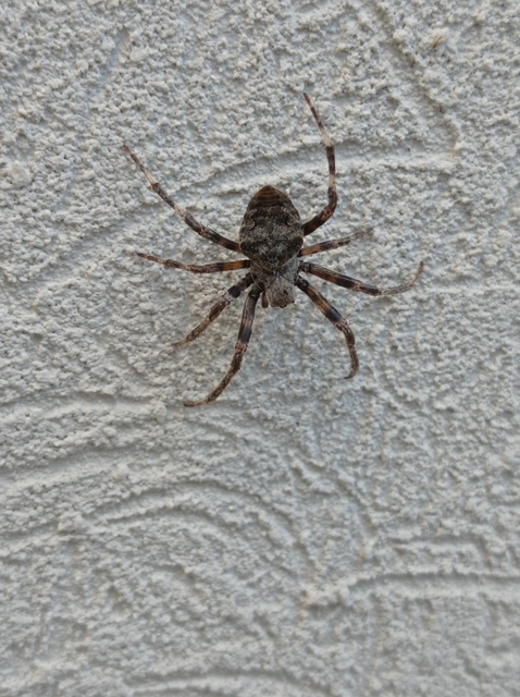 Araneus circe/angulatus