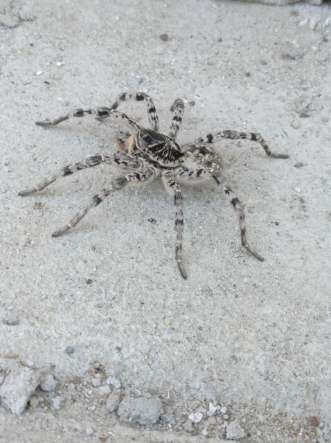 Lycosa singoriensis - szongáriai cselőpók