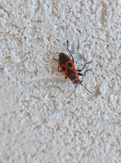 Pyrrhocoris apterus - verőköltő poloska