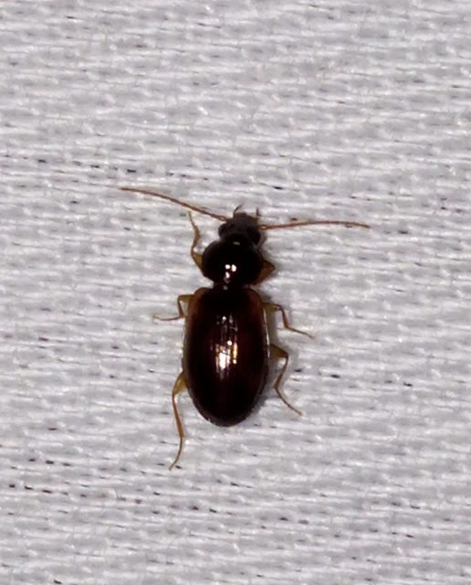 Trechus quadristriatus - közönséges fürgefutonc