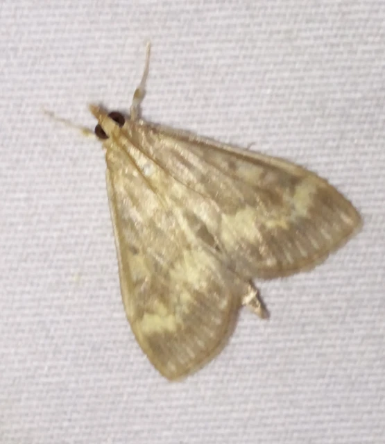 Ostrinia nubilalis - kukoricamoly