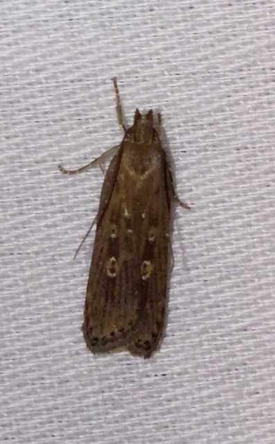 Helcystogramma