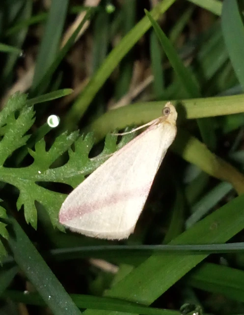 Rhodometra sacraria - rózsacsíkos araszoló