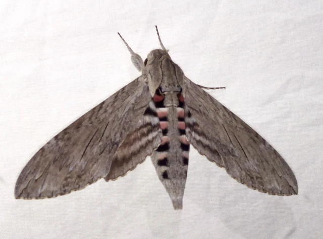 Agrius convolvuli - szulákszender
