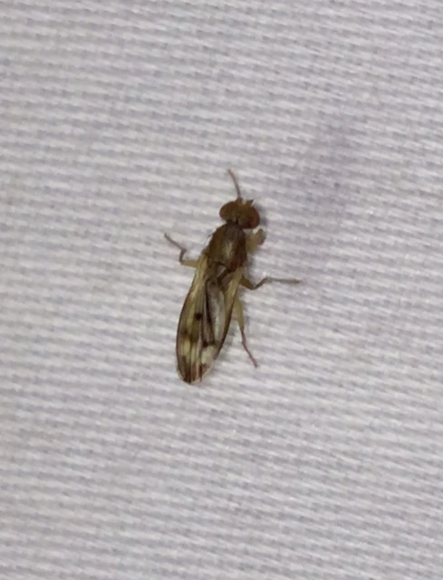 Opomyzidae - földilégyfélék