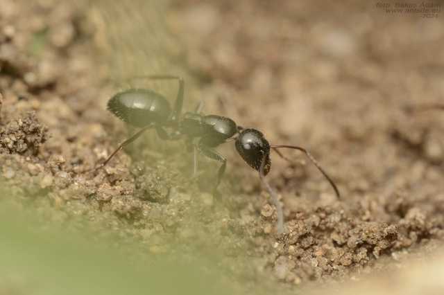 Camponotus atricolor - nyerges lóhangya