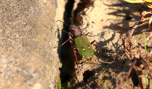 Cicindela campestris - mezei homokfutrinka