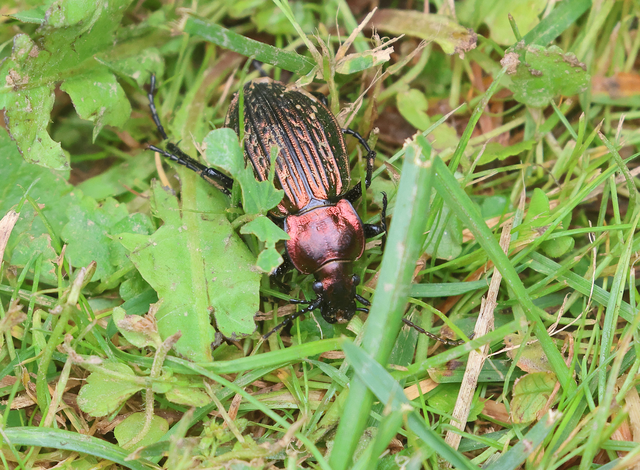 Carabus ulrichii - rezes futrinka Carabus ulrichii - rezes futrinka