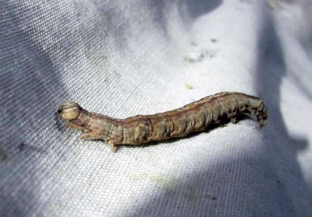 Dysgonia algira - déli porcelánbagoly