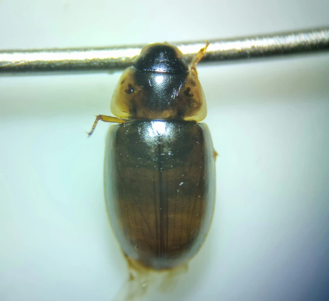 Enochrus coarctatus - kis fakócsibor Enochrus coarctatus - kis fakócsibor