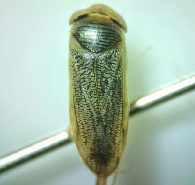 Corixidae - búvárpoloskák Corixidae - búvárpoloskák