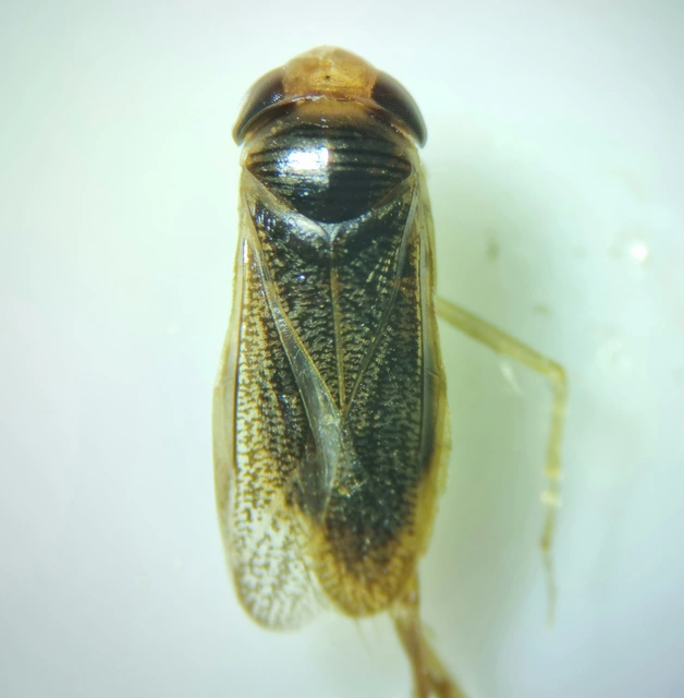 Corixidae - búvárpoloskák Corixidae - búvárpoloskák