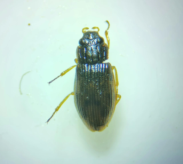 Helophorus brevipalpis - tarka vésettcsibor