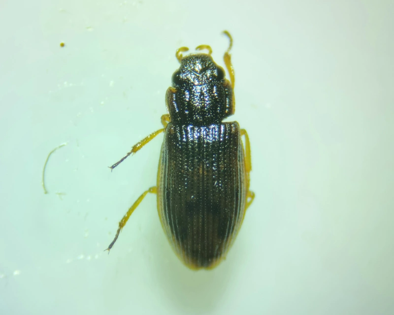 Helophorus brevipalpis - tarka vésettcsibor