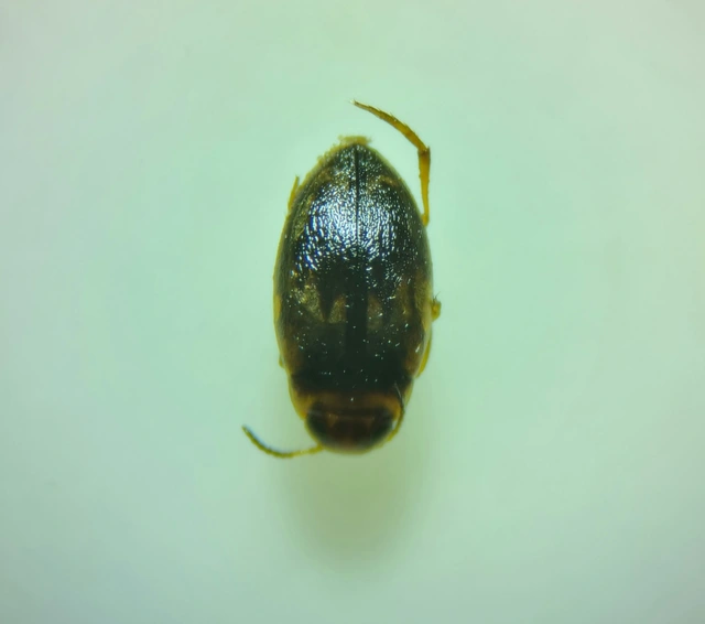 Hydroglyphus geminus - gyakori paránycsíkbogár