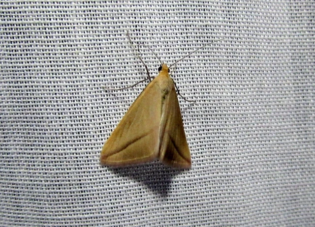 Rhodometra sacraria - rózsacsíkos araszoló