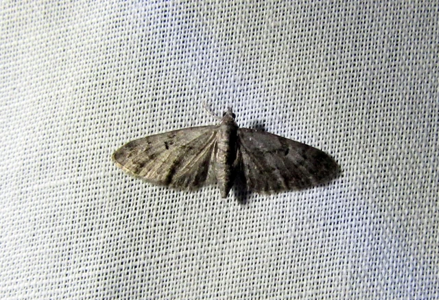 Eupithecia pusillata - lucfenyő-törpearaszoló