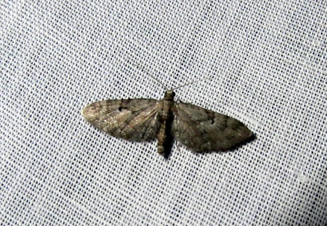 Eupithecia pusillata - lucfenyő-törpearaszoló