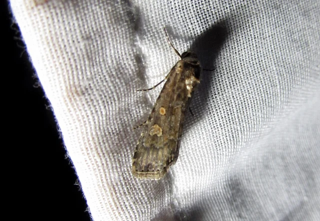 Spodoptera exigua - apró jegyesbagoly