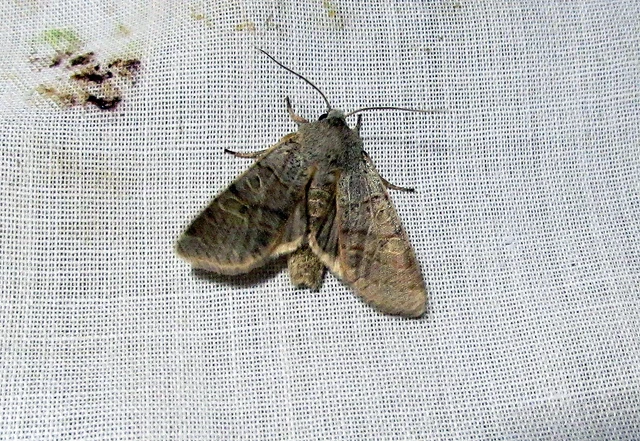 Anchoscelis humilis - olajbarna őszibagoly