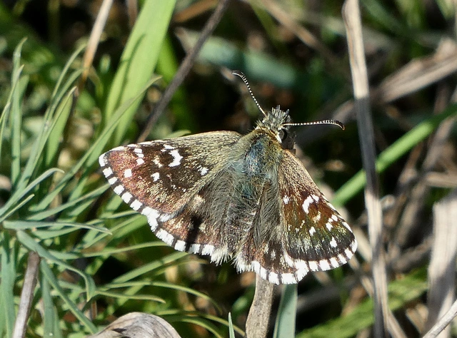 Pyrgus armoricanus - feles busalepke