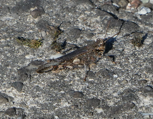 Acrotylus insubricus - önbeásósáska