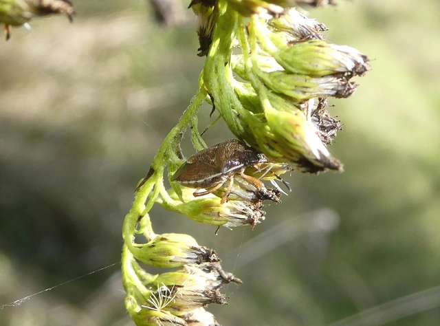 Rubiconia intermedia - bronzos címerespoloska