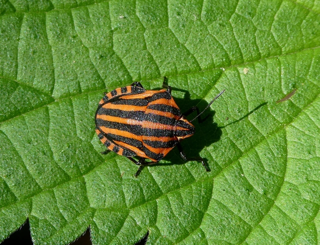 Graphosoma italicum - csíkos pajzsospoloska