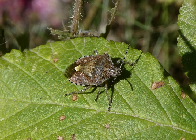 Dolycoris baccarum - közönséges bogyómászó-poloska Dolycoris baccarum - közönséges bogyómászó-poloska
