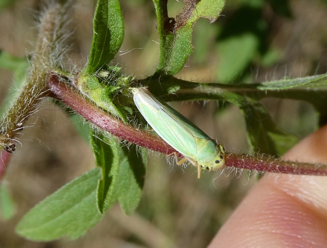 Cicadella viridis - méregzöld kabóca