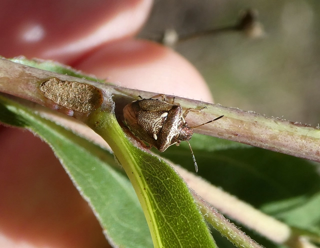 Eysarcoris aeneus - fémes feketefejű-poloska Eysarcoris aeneus - fémes feketefejű-poloska