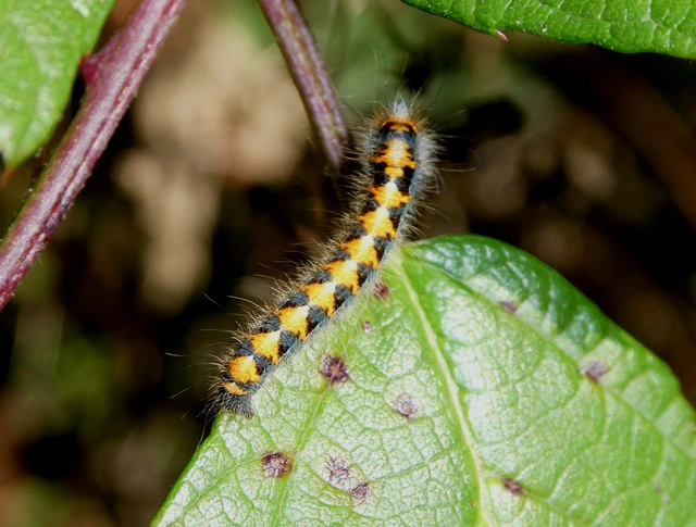 Lasiocampa quercus - tölgyfaszövő
