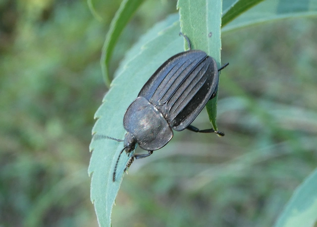 Silpha carinata - karimás dögbogár