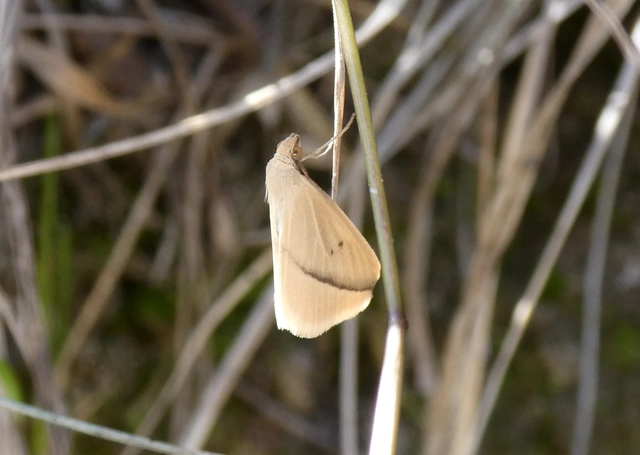 Rhodometra sacraria - rózsacsíkos araszoló