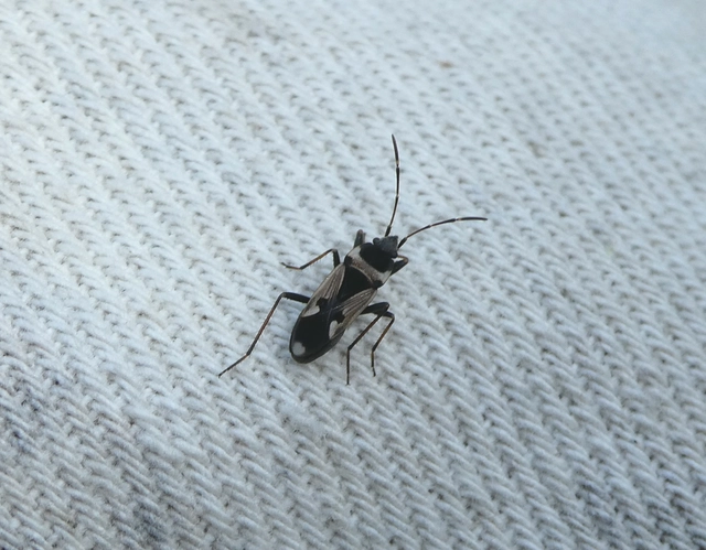 Raglius confusus