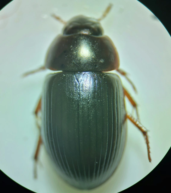 Hydrobius